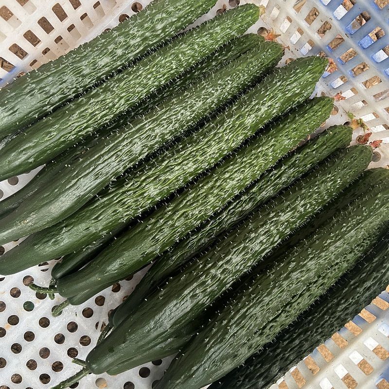 【实力密刺黄瓜】大量现货，质量保证，价格实惠，欢迎来咨询