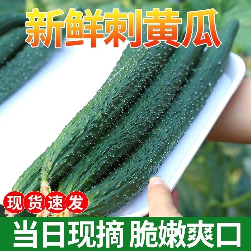 【实力密刺黄瓜】大量现货，质量保证，价格实惠，欢迎来咨询