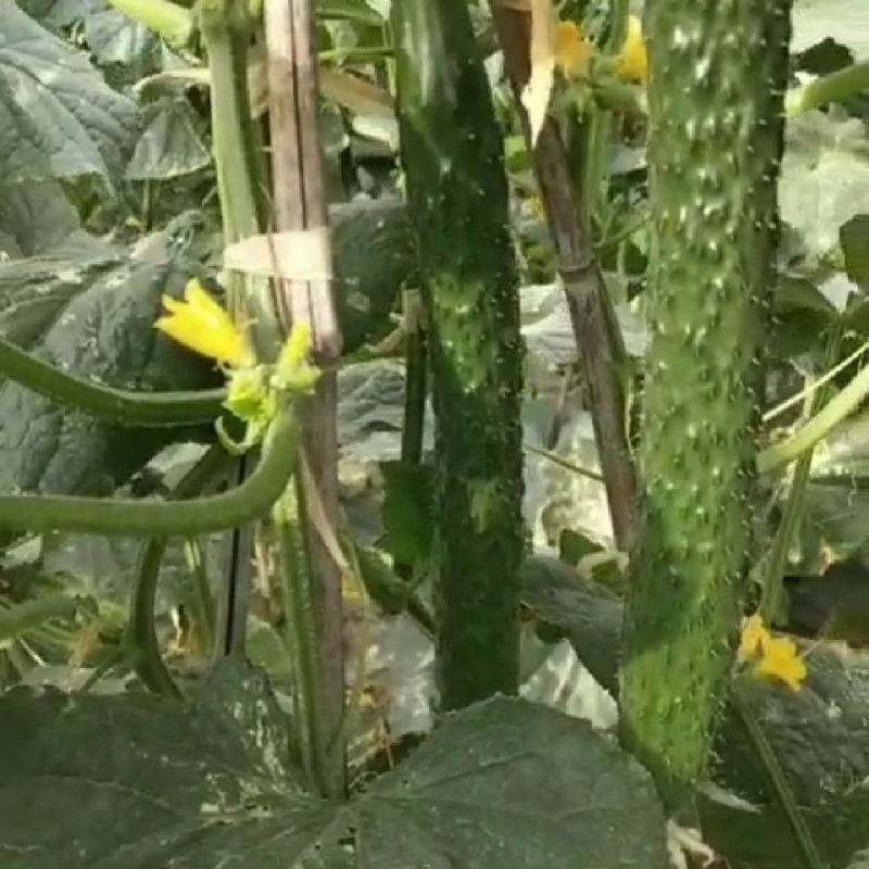 【实力密刺黄瓜】大量现货，质量保证，价格实惠，欢迎来咨询