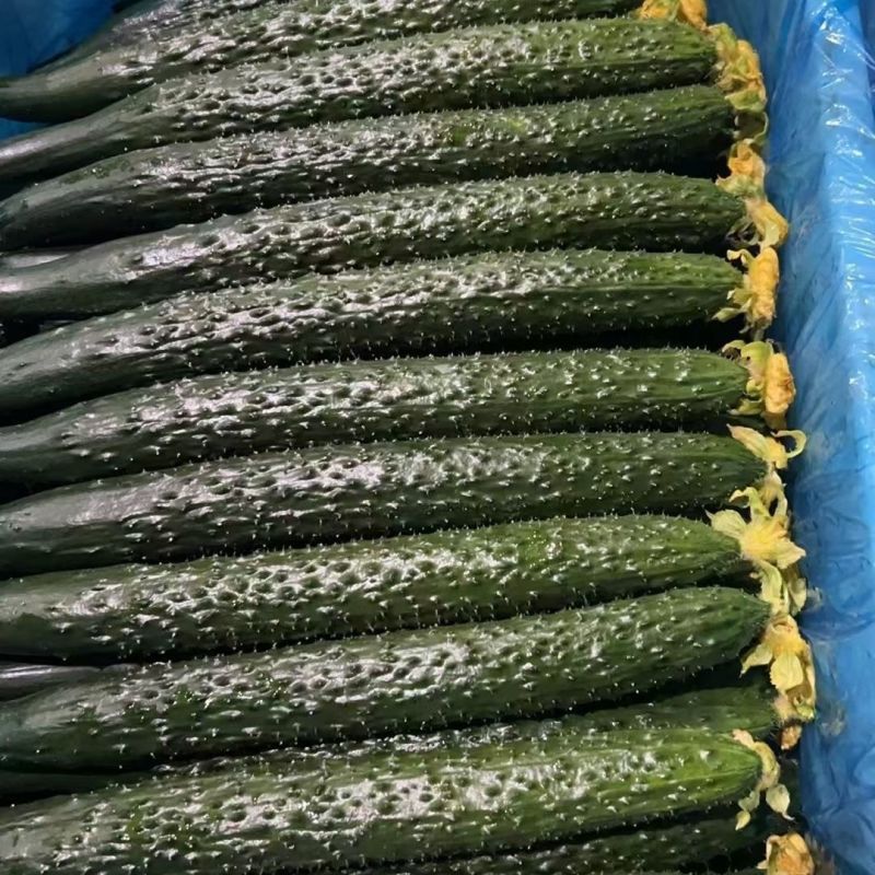 【实力密刺黄瓜】大量现货，质量保证，价格实惠，欢迎来咨询