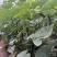 【实力密刺黄瓜】大量现货，质量保证，价格实惠，欢迎来咨询