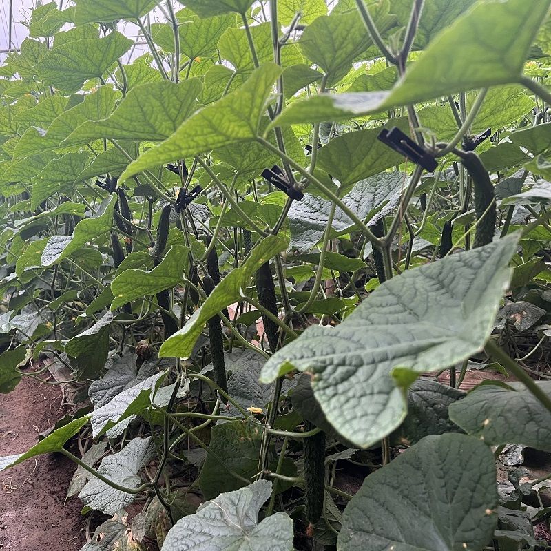 【实力密刺黄瓜】大量现货，质量保证，价格实惠，欢迎来咨询