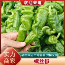 【精品螺丝椒】鲜辣椒，货源充足，价格便宜，可对接电商货。
