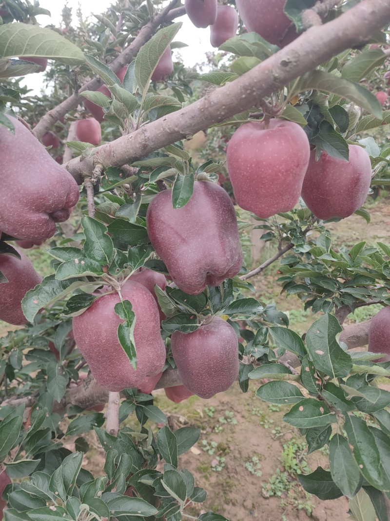 旱地花牛大苹果大量现货上市求购一手货商热销中支持快递