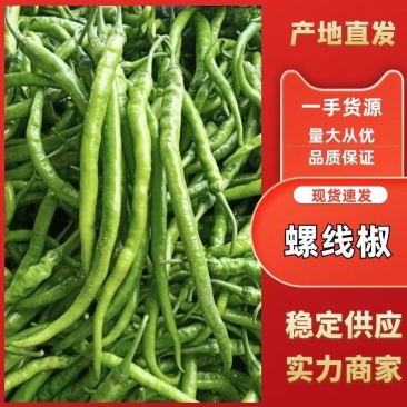 【实力螺线椒】无虫无烂，一手货源，价格便宜，欢迎老板咨询