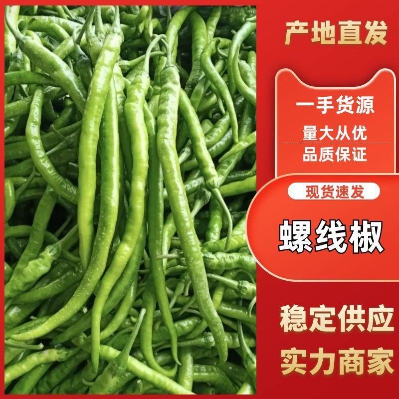 【实力螺线椒】无虫无烂，一手货源，价格便宜，欢迎老板咨询