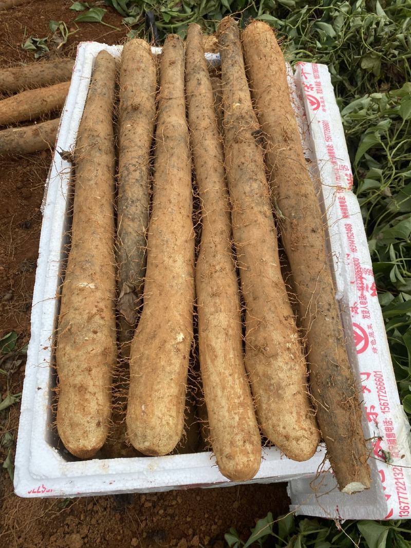 ]广西山药淮山药白鬼山药产地直供全国发货