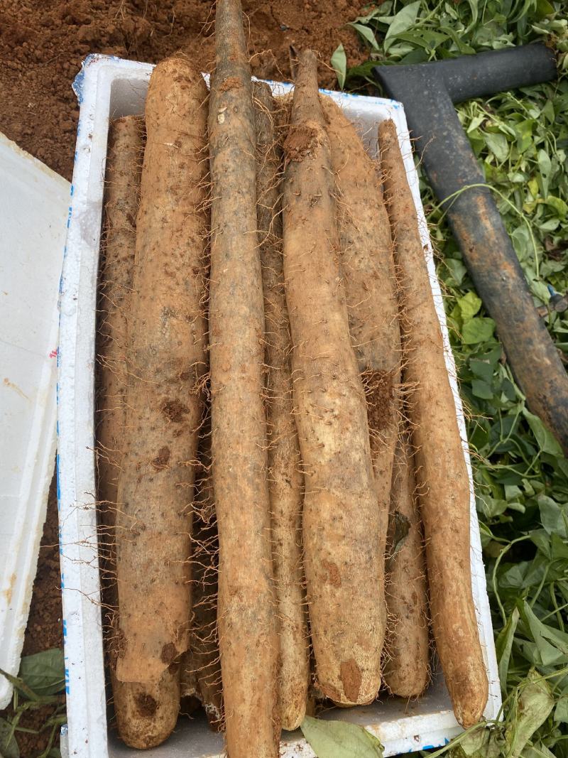 ]广西山药淮山药白鬼山药产地直供全国发货