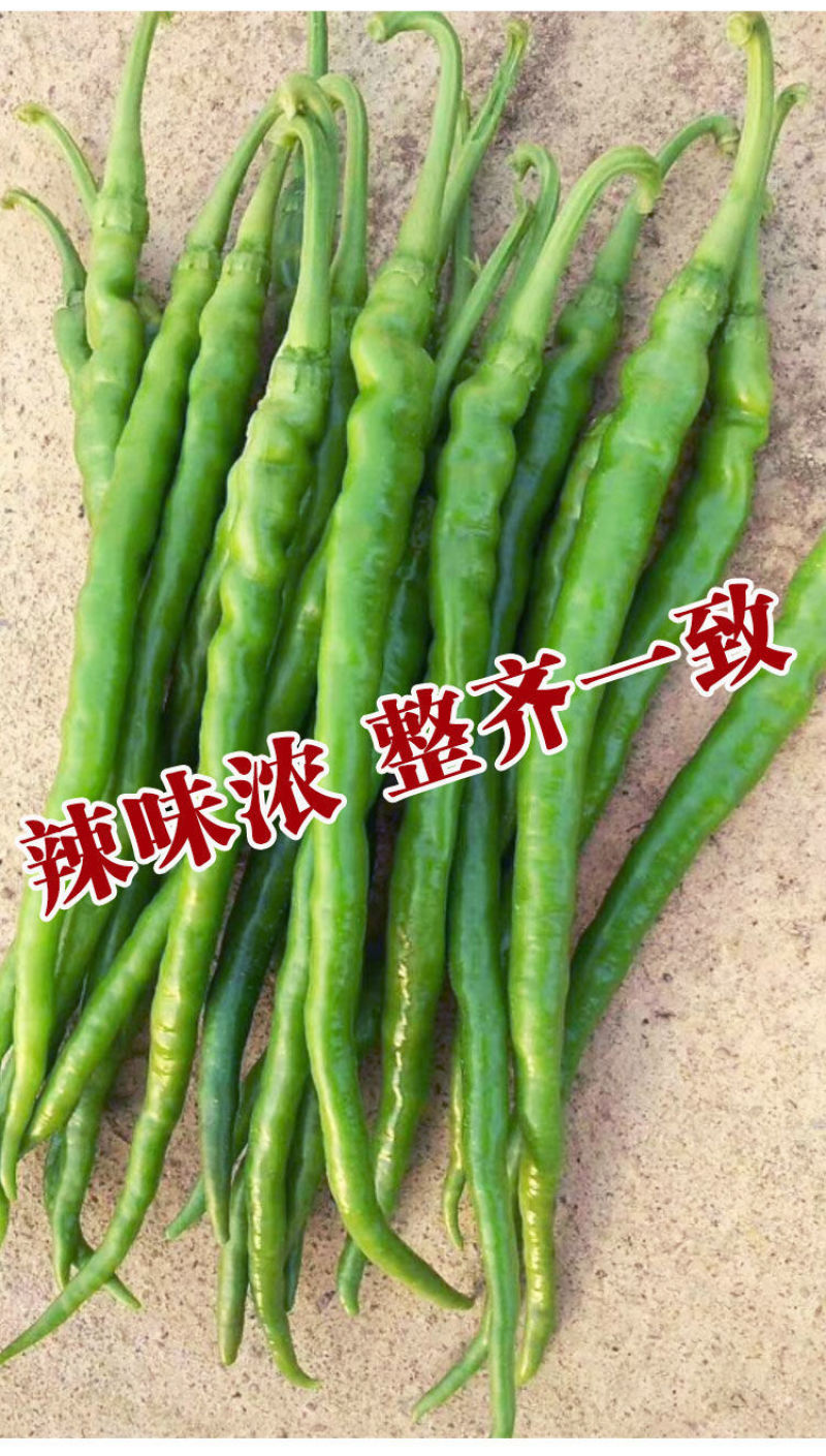 【实力螺线椒】无虫无烂，一手货源，价格便宜，欢迎老板咨询