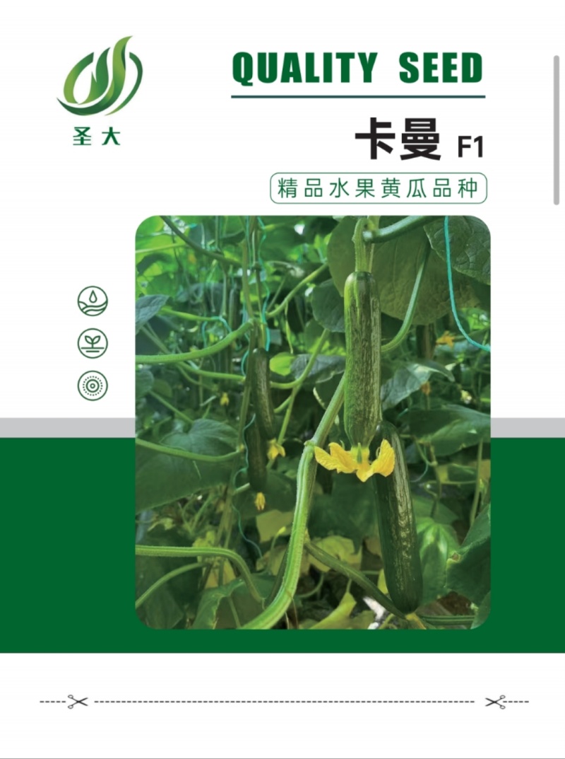 无刺黄瓜种子，荷兰引进，抗病强，产量高，表面光滑无刺