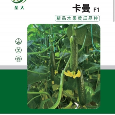 无刺黄瓜种子，荷兰引进，抗病强，产量高，表面光滑无刺