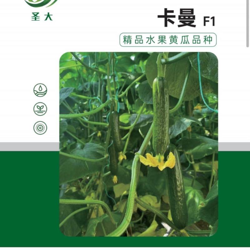 无刺黄瓜种子，荷兰引进，抗病强，产量高，表面光滑无刺