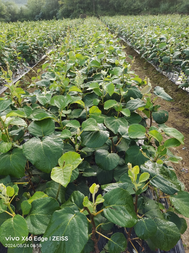湖南永顺县黄心猕猴桃苗0.6~0.8cm40~50cm