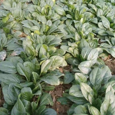 大禹牌墨龙611杂交耐热大叶直立菠菜种子红根叶肥厚高产