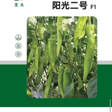 大尖椒苗羊角大尖椒苗阳光二号春秋大棚越夏露地栽培辣味适中