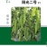 大尖椒苗羊角大尖椒苗阳光二号春秋大棚越夏露地栽培辣味适中