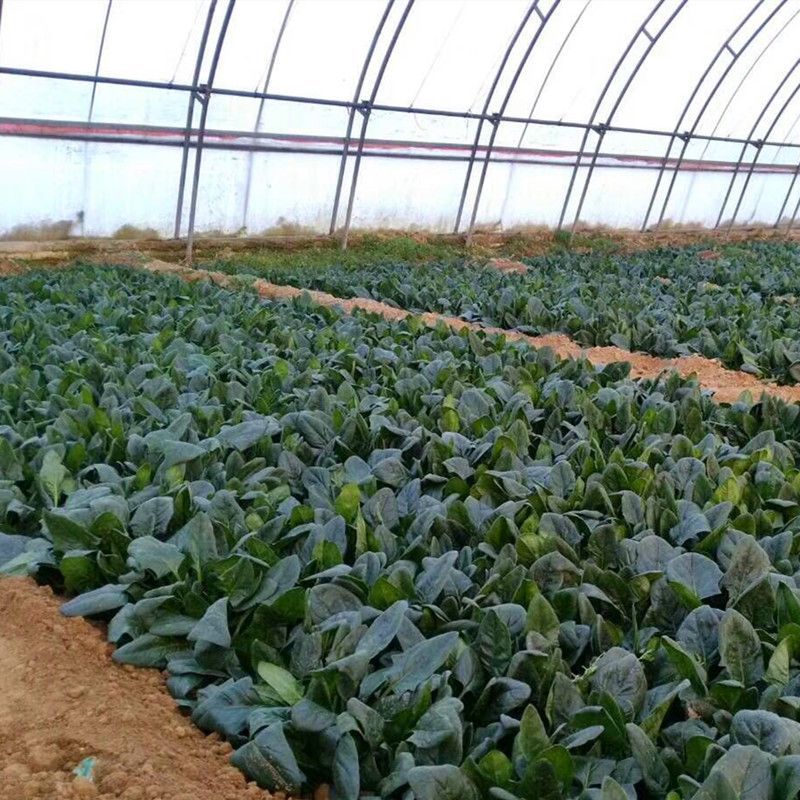 大禹牌墨龙611杂交耐热大叶直立菠菜种子红根叶肥厚高产
