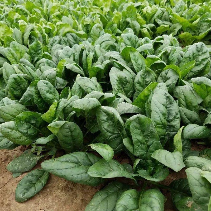 大禹牌墨龙611杂交耐热大叶直立菠菜种子红根叶肥厚高产
