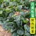 大禹牌墨龙611杂交耐热大叶直立菠菜种子红根叶肥厚高产