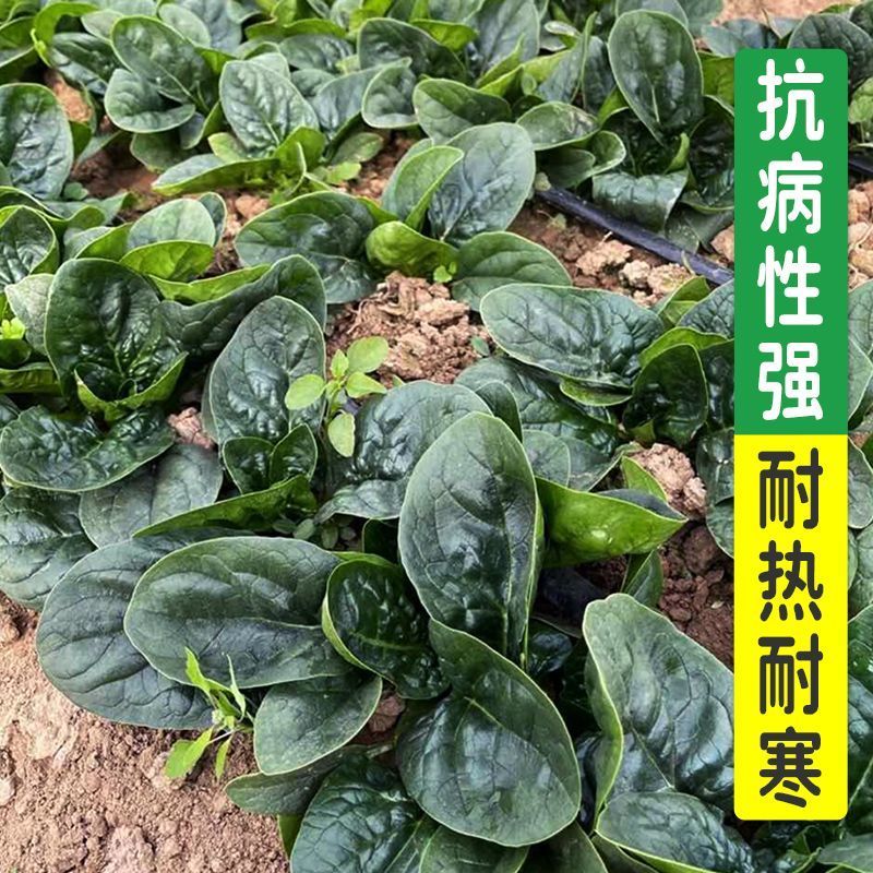大禹牌墨龙611杂交耐热大叶直立菠菜种子红根叶肥厚高产
