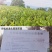 绿茶新茶云雾茶味浓汤色透明口感好一斤起售量大