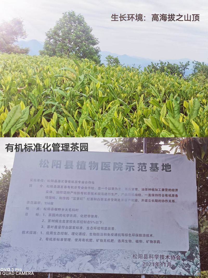 绿茶新茶云雾茶味浓汤色透明口感好一斤起售量大