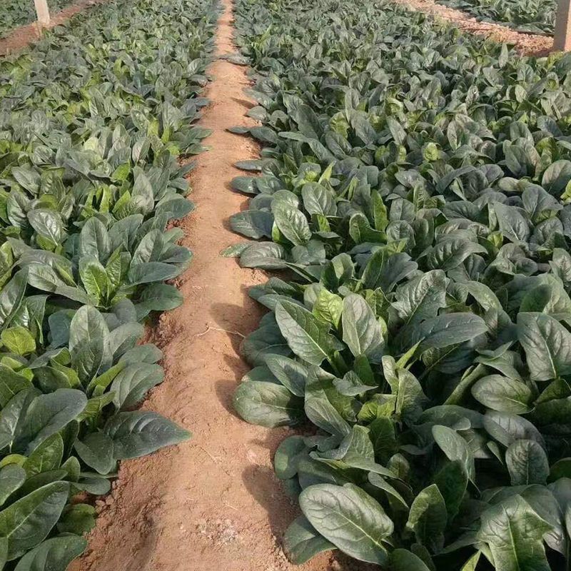 墨龙613菠菜种子耐寒热菠菜种子直立性好大田专用