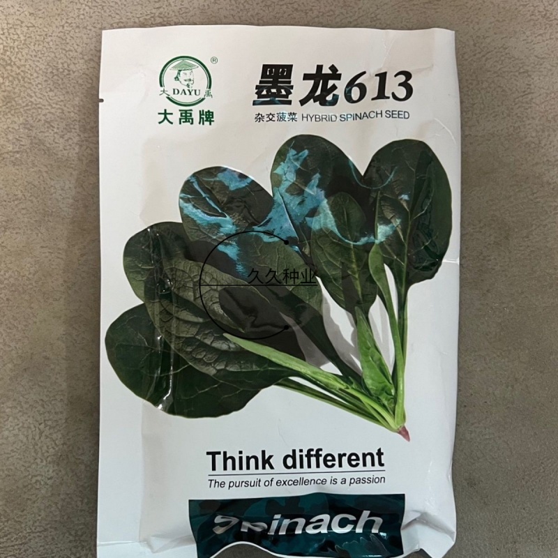 墨龙613菠菜种子耐寒热菠菜种子直立性好大田专用