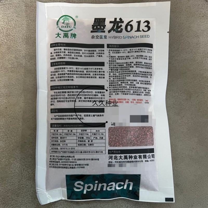 墨龙613菠菜种子耐寒热菠菜种子直立性好大田专用