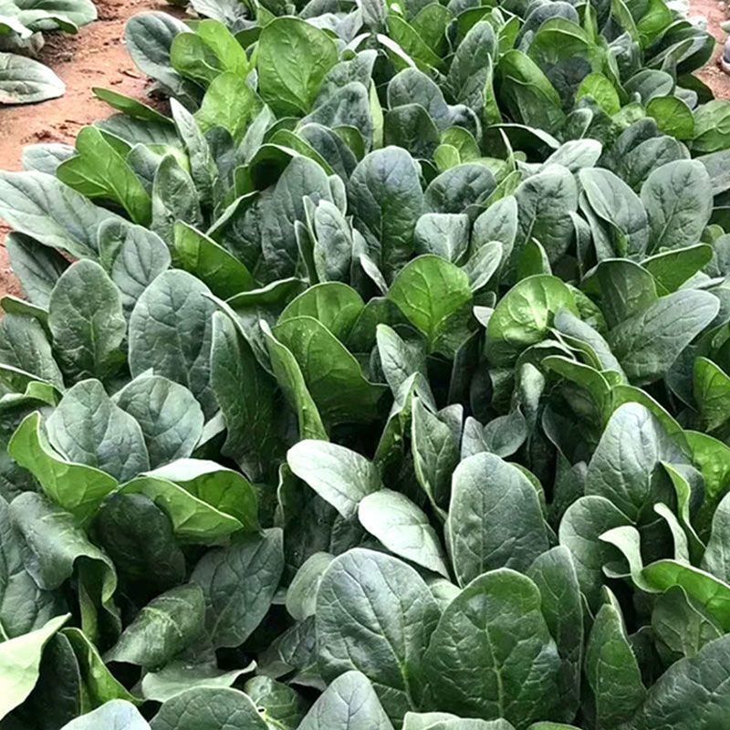 大禹牌墨龙612抗热菠菜种子高端园叶春秋基地专用品种耐运