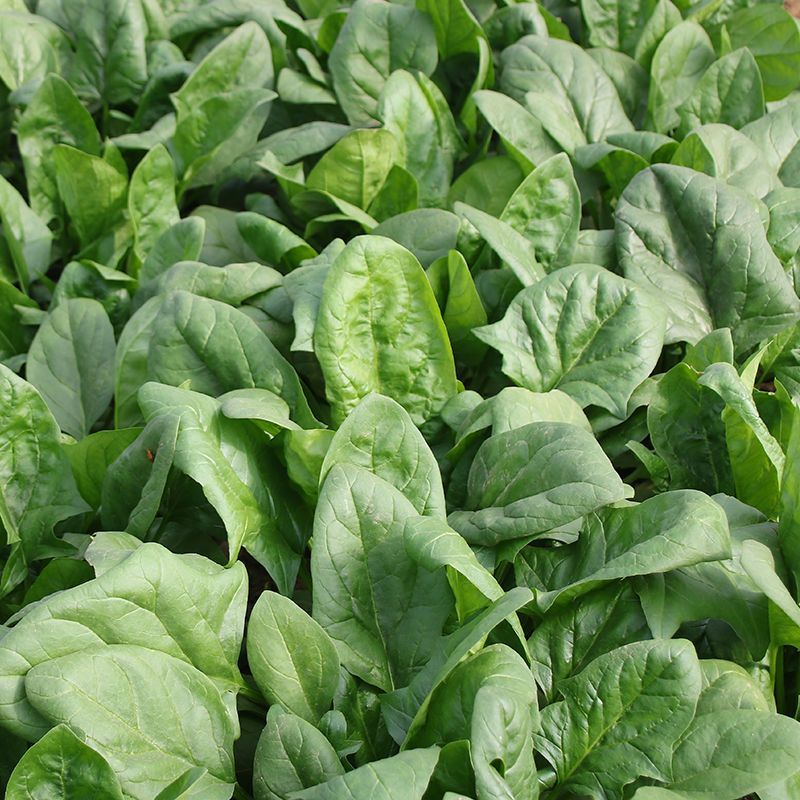 大禹牌墨龙612抗热菠菜种子高端园叶春秋基地专用品种耐运