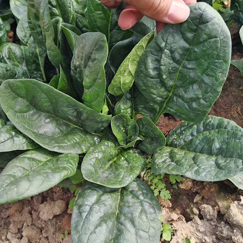 大禹牌墨龙612抗热菠菜种子高端园叶春秋基地专用品种耐运