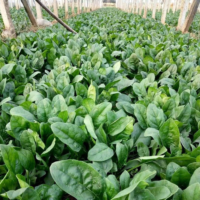 大禹牌墨龙612抗热菠菜种子高端园叶春秋基地专用品种耐运