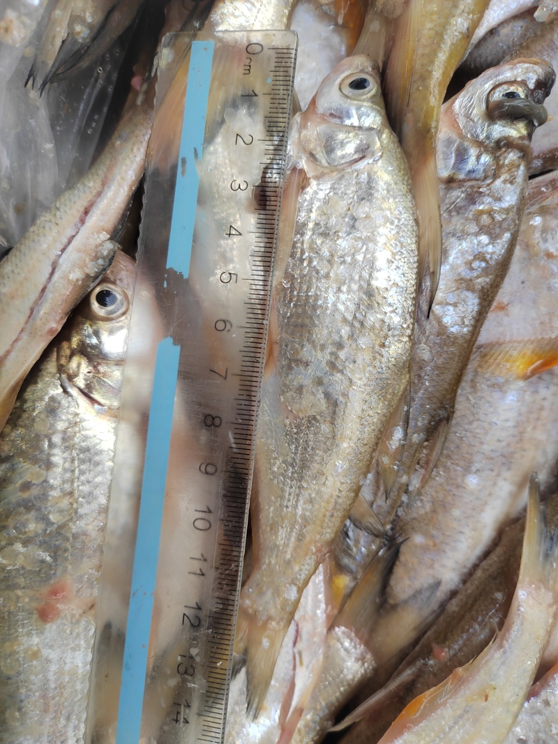 开肚白条鱼，5公斤一板