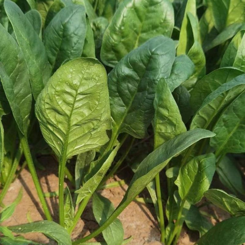 大禹牌墨龙614进口菠菜籽种子耐热春秋菠菜种孑基地专用