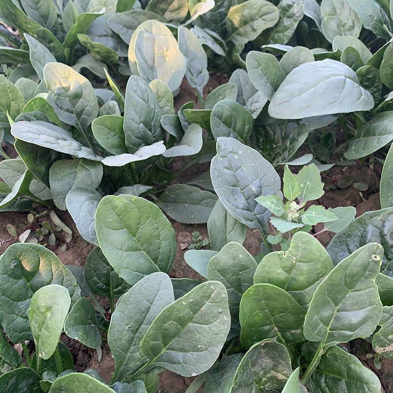 大禹牌墨龙614进口菠菜籽种子耐热春秋菠菜种孑基地专用