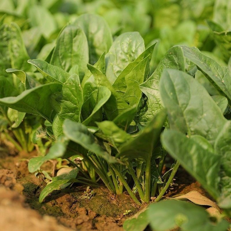 大禹牌墨龙614进口菠菜籽种子耐热春秋菠菜种孑基地专用