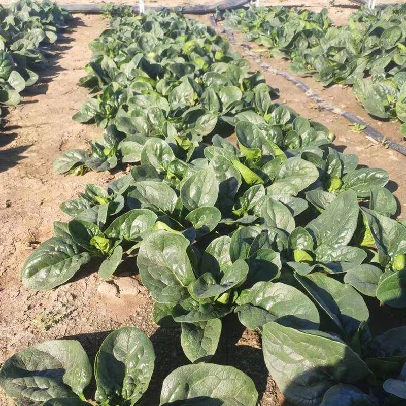 大禹牌墨龙614进口菠菜籽种子耐热春秋菠菜种孑基地专用