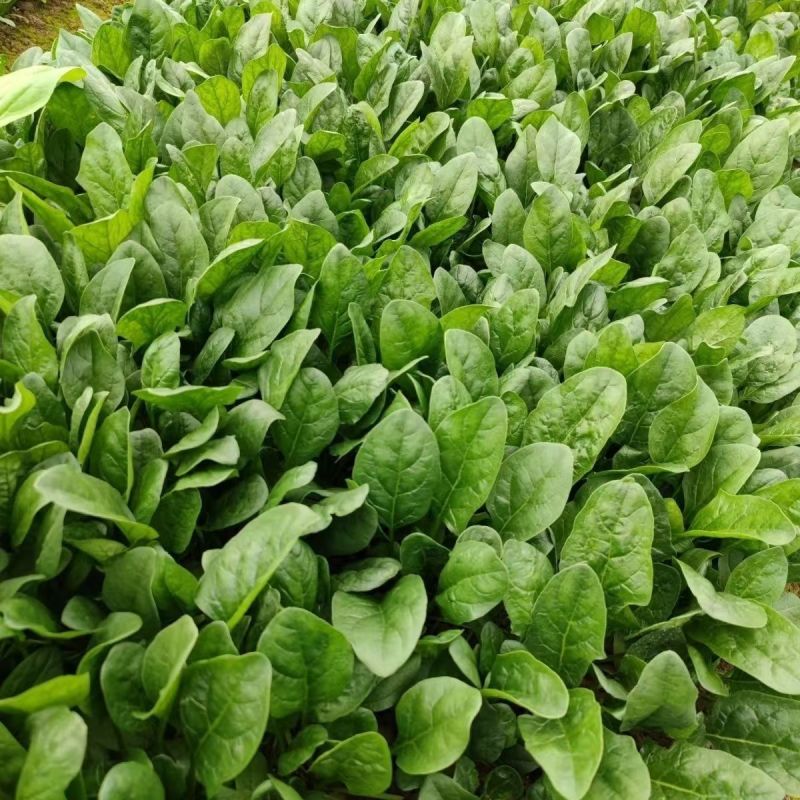 大禹牌墨龙614进口菠菜籽种子耐热春秋菠菜种孑基地专用