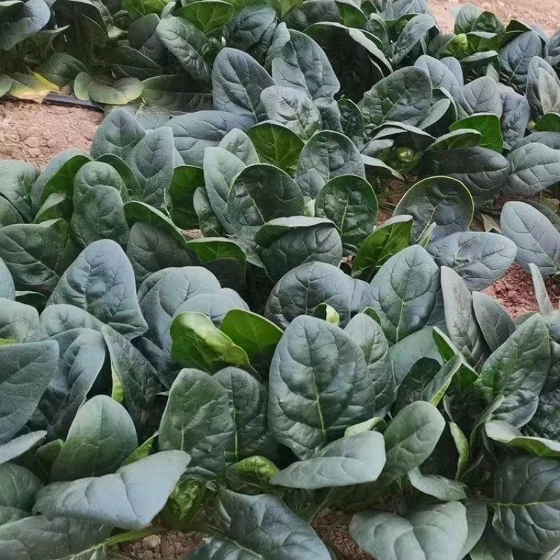 大禹牌墨龙614进口菠菜籽种子耐热春秋菠菜种孑基地专用