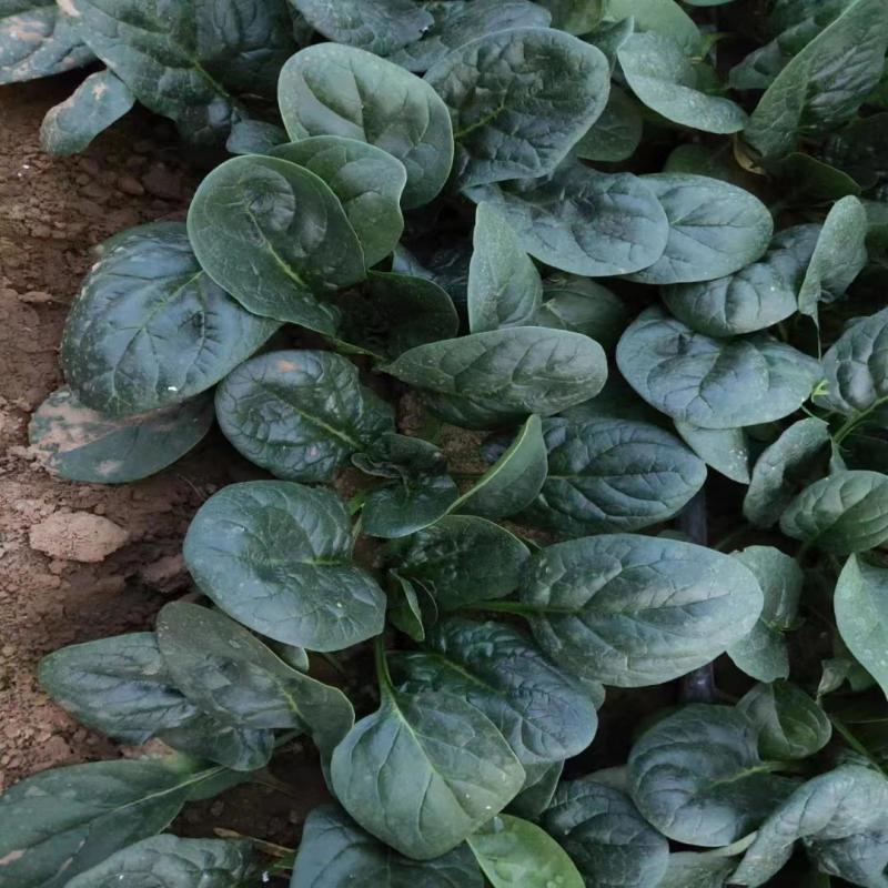 福宝趴地菠菜种子短梗大厚叶耐热耐寒越冬爬地菠菜春夏秋冬