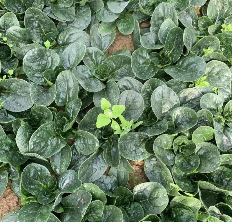 福宝趴地菠菜种子短梗大厚叶耐热耐寒越冬爬地菠菜春夏秋冬