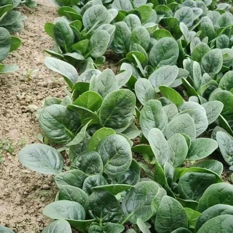 大禹夏莫尔抗热杂交菠菜种子四季播高产抗病大叶红根菠菜种籽