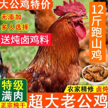 【包邮】白条鸡活鸡公鸡农村散养大公鸡现杀土鸡新鲜鸡肉整只