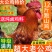 【包邮】白条鸡活鸡公鸡农村散养大公鸡现杀土鸡新鲜鸡肉整只