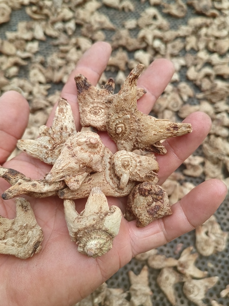 低价处理一批白及