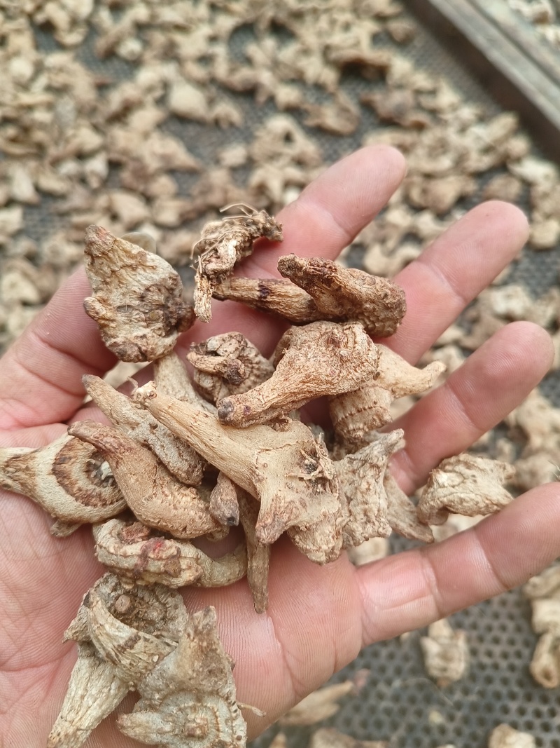 低价处理一批白及
