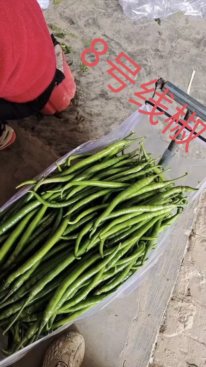 陕西蒲城大棚精品线椒上市中，颜色鲜亮，顺直，耐运输！