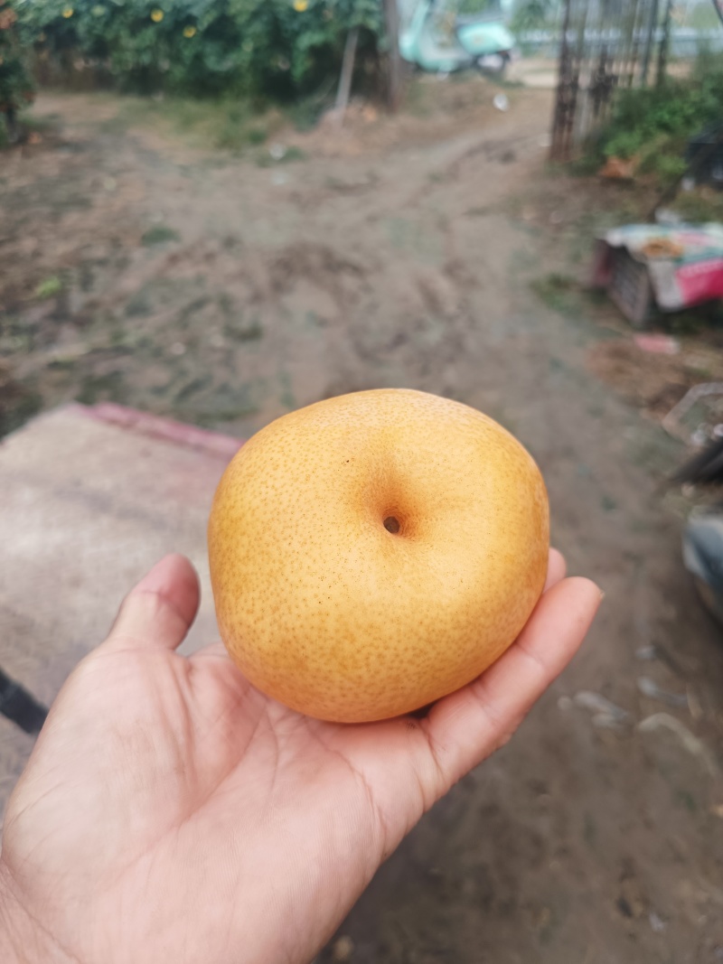 晚秋黄梨