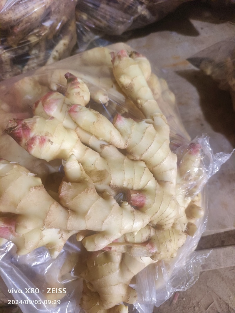 山东生姜，鲜姜产地，块大肉肥，质量保证，代存代收代发